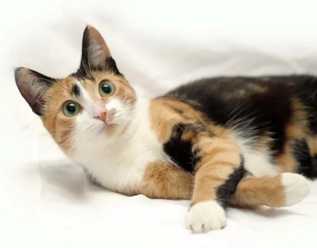 O gato de 3 cores é dócil e com um jeitinho super meigo