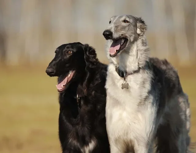 O Borzoi pode ser preto, cinza, branco... todas as cores são aceitas!