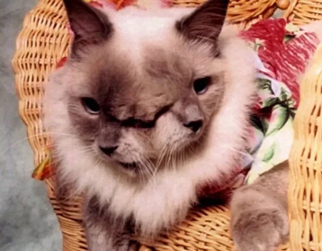 O gato janus Frankie and Louie quebrou um recorde e conseguiu sobreviver por 15 anos