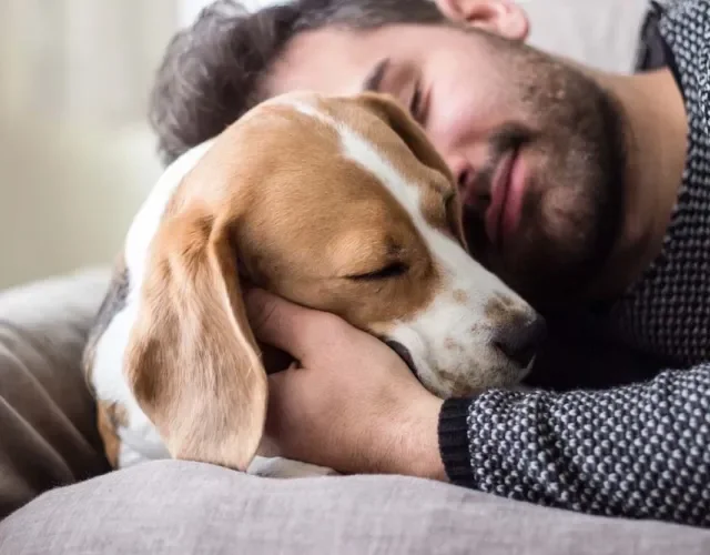 O significado de sonhar com cachorro também varia de acordo com o comportamento do animal