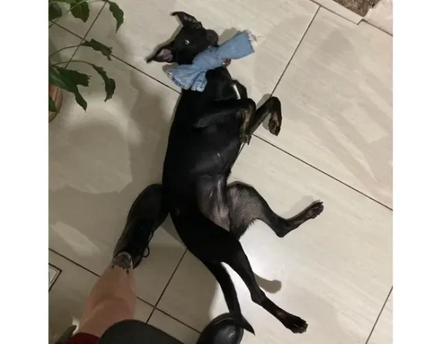 Cachorra preta deitada no chão