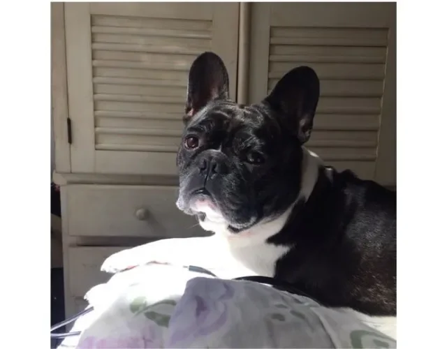 Nomes para cachorros: o Mário Vitu não poderia ter um apelido diferente