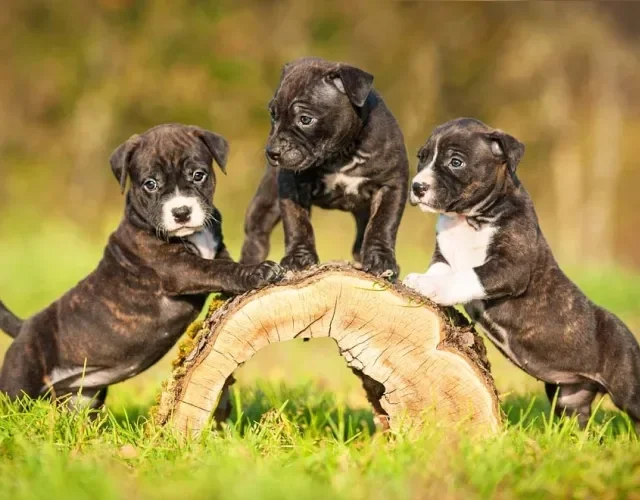Três filhotes de Pitbull tigrados brincando ao ar livre