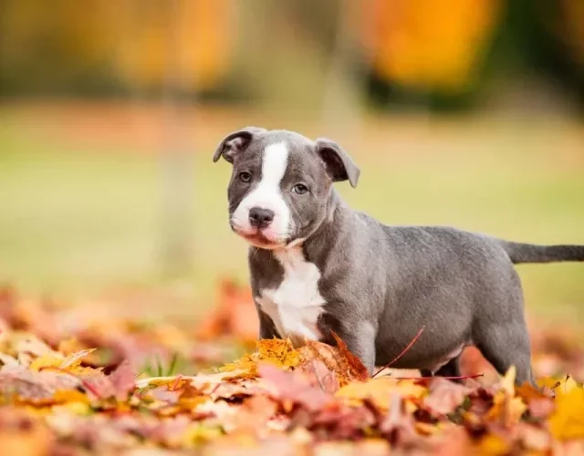 Filhote de Pitbull cinza e branco em cima de folhagens amarelas
