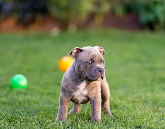 Filhote de Pitbull parado na grama olhando para o lado