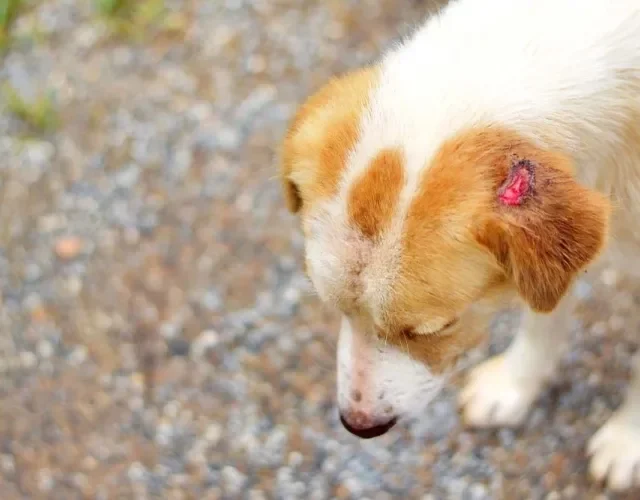 Feridas na orelha do cachorro: leishmaniose cutânea pode ter esse sintoma