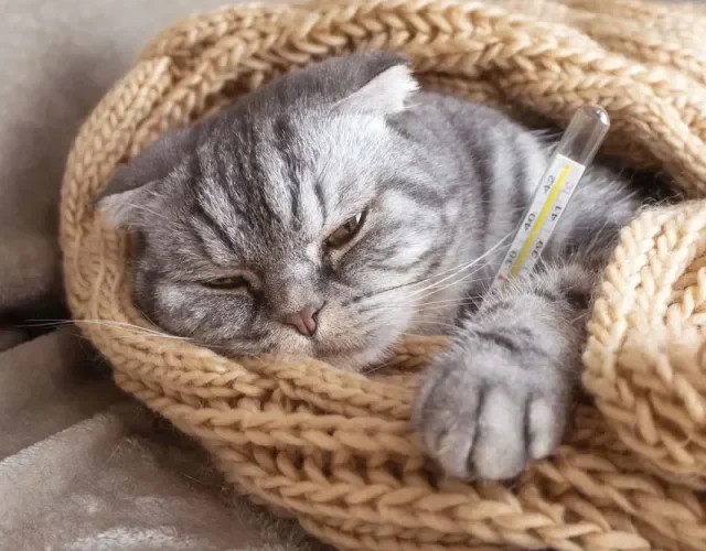 O gato amuado e com febre pode ser sinal de várias doenças, como FIV e FeLV