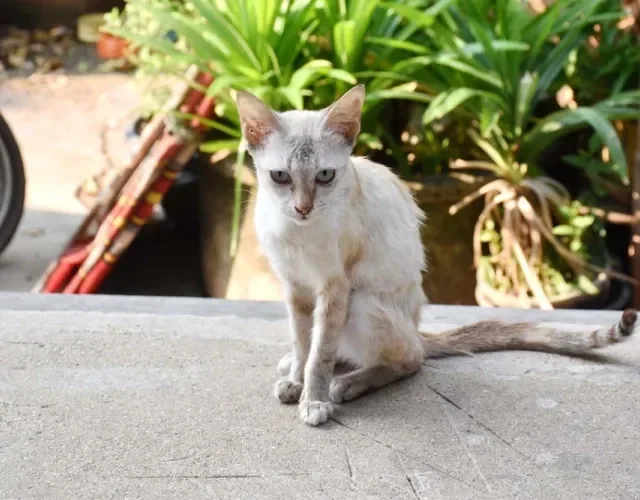 Gato emagrecendo e sem apetite pode estar relacionado com a PIF felina