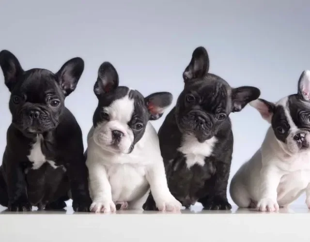 Bulldog Francês: as cores de pelagem geralmente são bem variadas