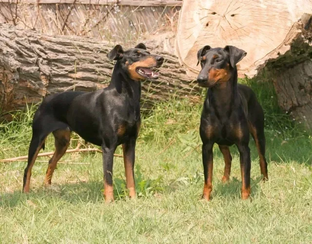 Dos tipos de Terrier, o Manchester se destaca pela inteligência
