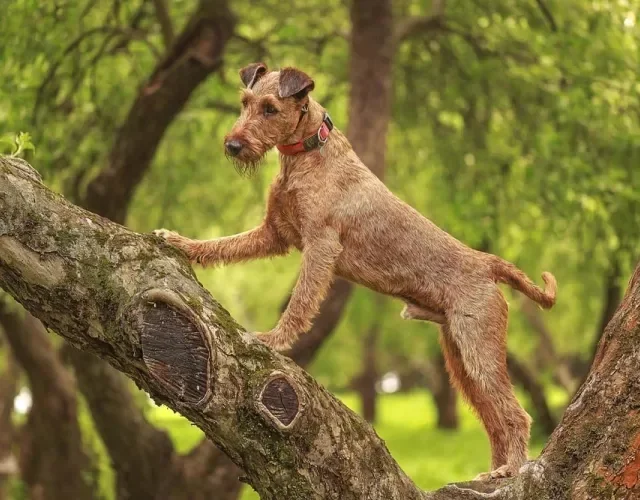Cachorro da raça Terrier Irlandês é bem atlético