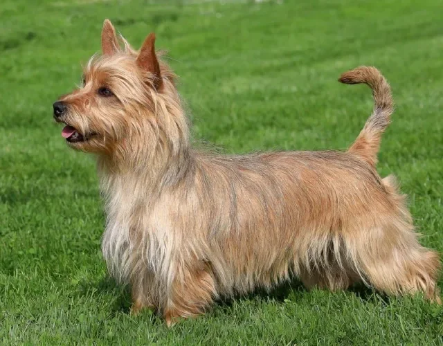 Os cachorros Terrier Australianos se dão bem com crianças