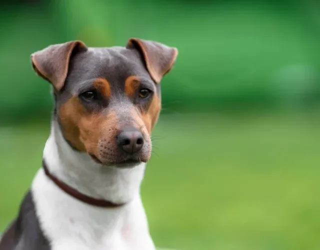 Raça de cachorro Terrier: o Fox Paulistinha é tricolor