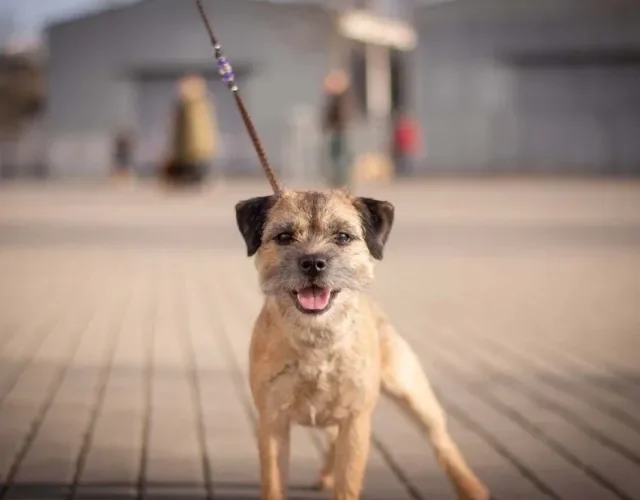 Tipos de Terrier: o cachorro Border é muito amigável