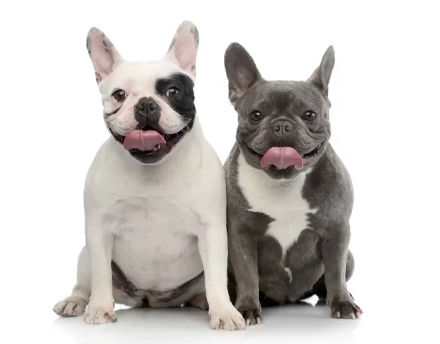 O Bulldog Francês é forte e pode desenvolver obesidade canina