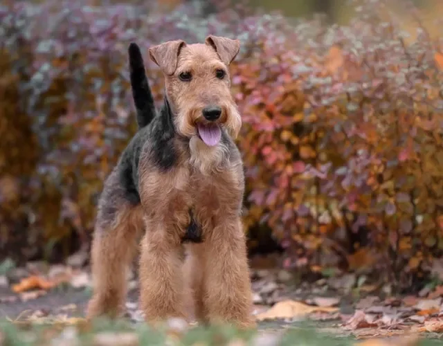 Tipos de Terrier: a raça Welsh surgiu na Grã-Bretanha