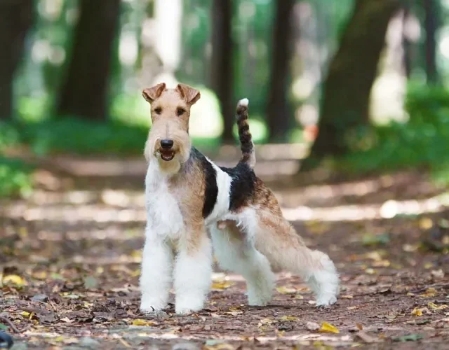 No grupo Terrier, o Fox Terrier de Pelo Longo é outra alternativa