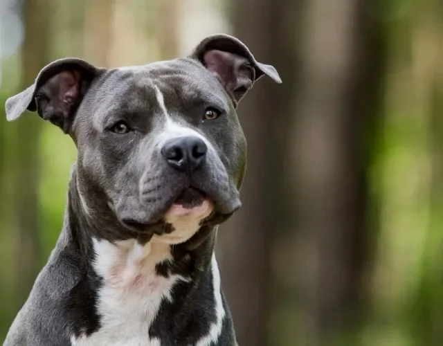 Tipos de Terrier: o American Staffordshire (ou Amstaff) é um deles