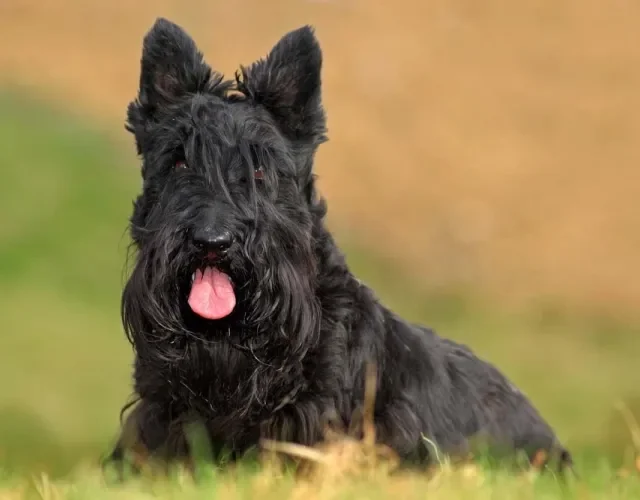 Dos tipos de Terrier, o Escocês pode ser um pouco teimoso