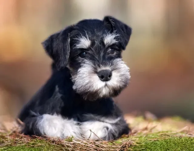 Tipos de Terrier: o Schnauzer Mini está incluído no grupo