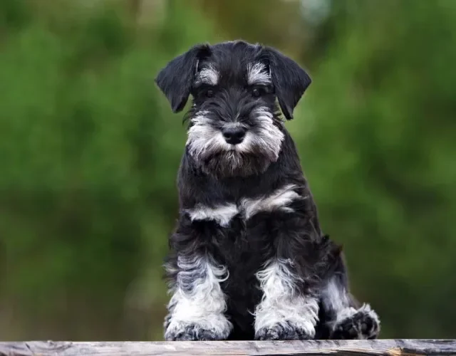 Tipos de Terrier: É impossí­vel resistir à fofura do Schnauzer