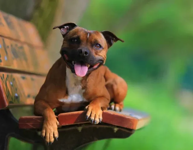 Tipos de Terrier: o Staffordshire é conhecido também como Staffbull