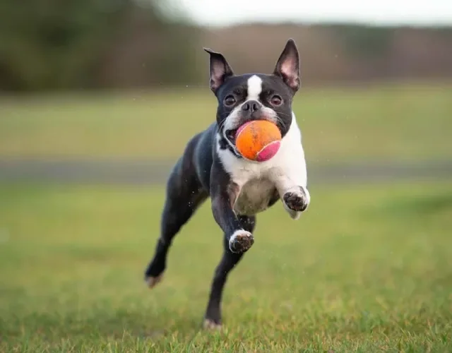Esses cães Terrier gostam de brincar, mas não são agitados