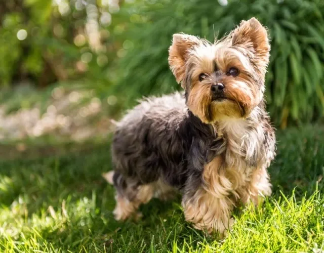 Yorkshire Terrier: cachorro é excelente companhia