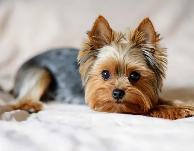 Tipos de Terrier: o Yorkshire encanta com o seu jeitinho