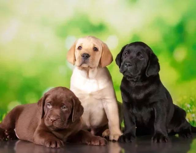 Labrador filhote marrom, bege e preto