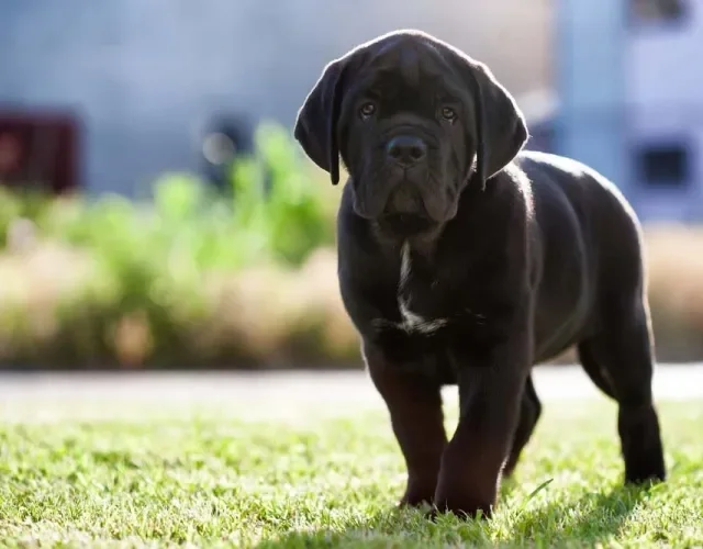 O Cane Corso preto é o mais procurado