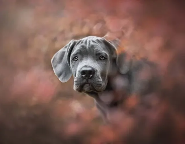 O Cane Corso cinza também faz muito sucesso