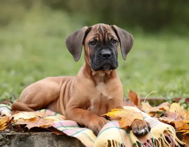 Cane Corso: valor de filhote está ligado com a cor da pelagem