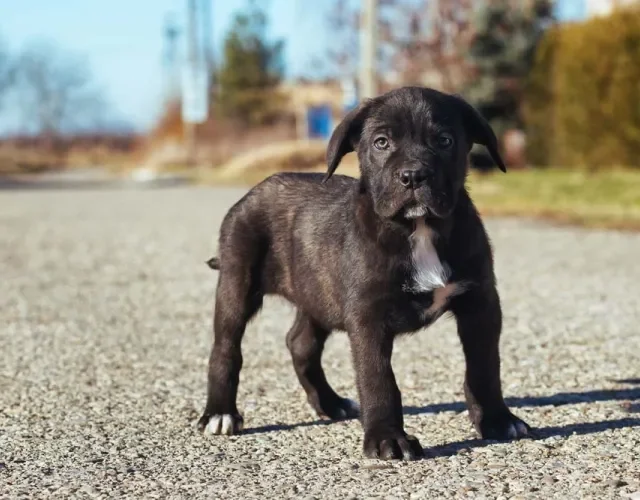 Para ter a raça de cachorro Cane Corso, preço pode ser mais caro se ele for tigrado