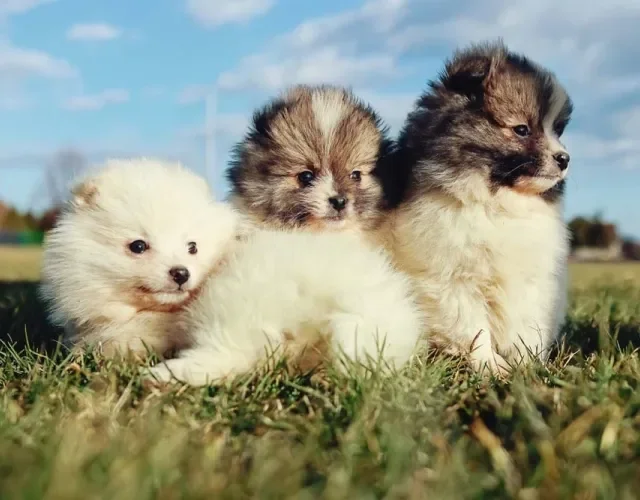 Filhotes de Lulu da Pomerânia ao ar livre