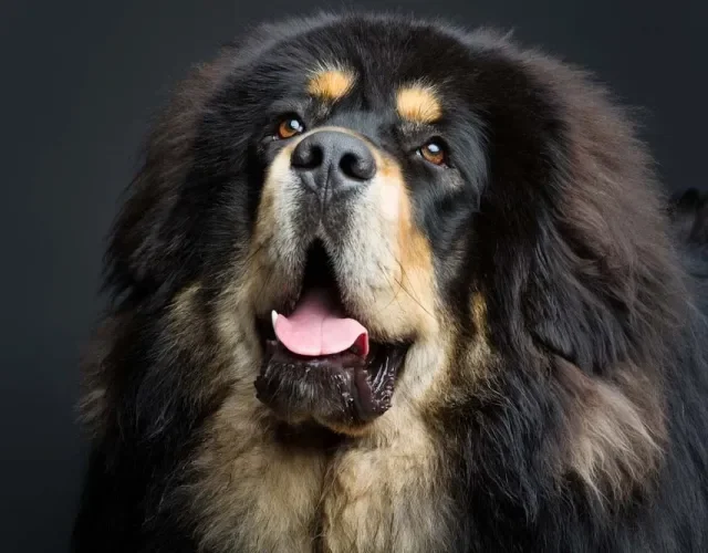 O Mastin Tibetano é super amoroso e calminho
