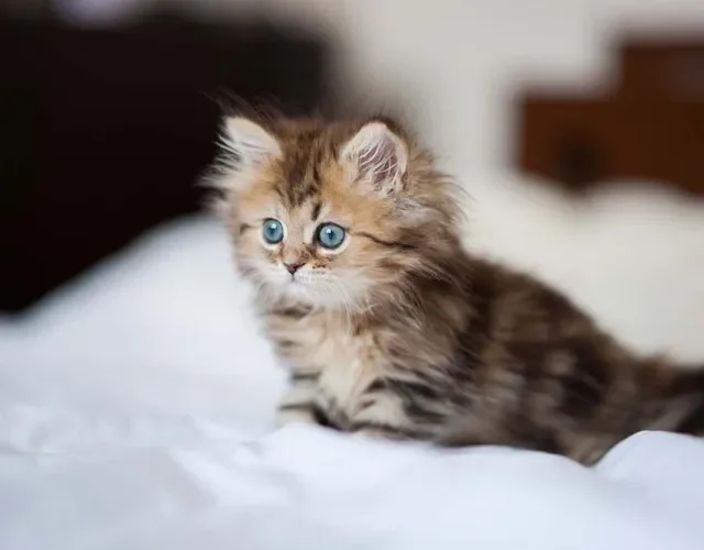 Gato Persa filhote deitado na cama