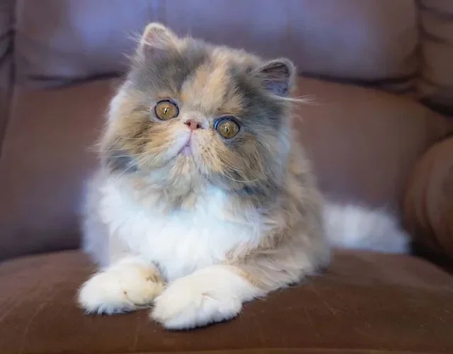 Gato Persa sentado no sofá