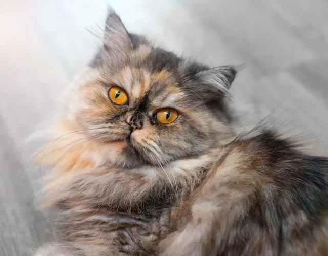 Gato Persa escaminha