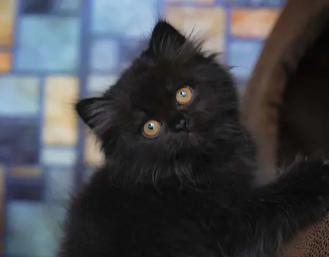 Gato Persa preto olhando para o lado