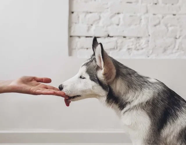 Husky Siberiano lambendo a mão de tutor