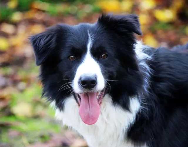 Border Collie com língua de fora