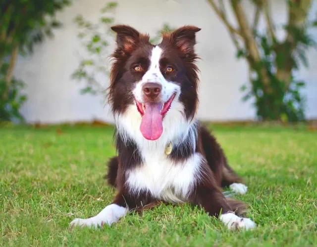 Border Collie deitado feliz com língua de fora