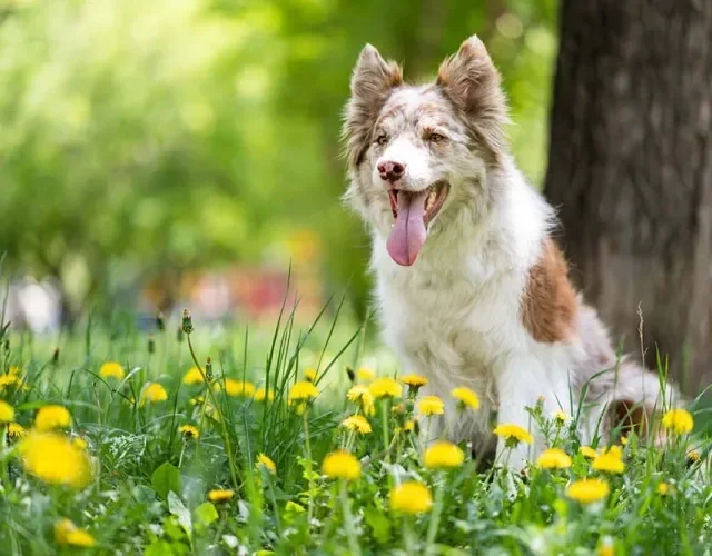 Border Collie em campo de flores