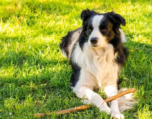 Border Collie deitado na grama