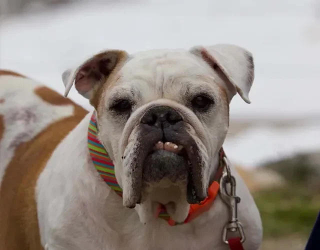 Carinha de bravo do Bulldog Americano pode enganar: são muito carinhosos!