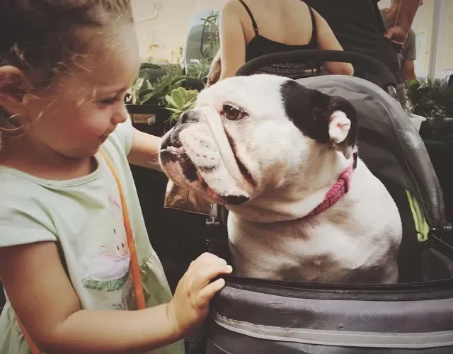 O Bulldog Americano se dá bem com crianças (e toda a família!)