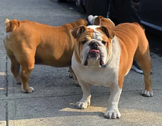 Os tipos de Bulldog Americano variam entre Standard e Bully