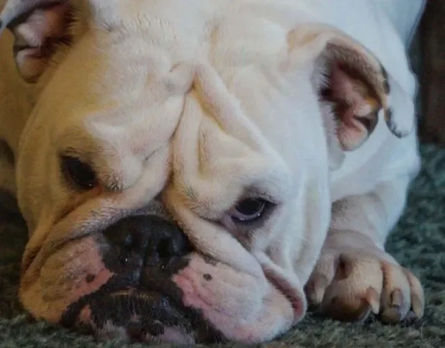Ciumento e territorialista: Bulldog Americano sem adestramento pode ter essa conduta