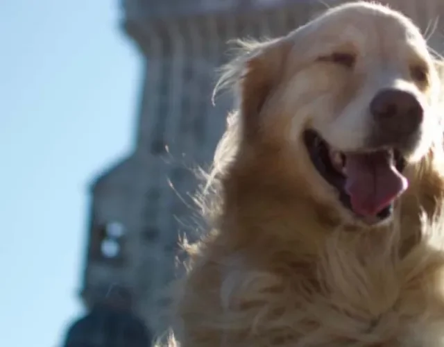 Viajar com o cachorro é uma das melhores experiências que os tutores podem ter